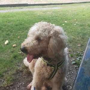 Meet your Posher, Amber